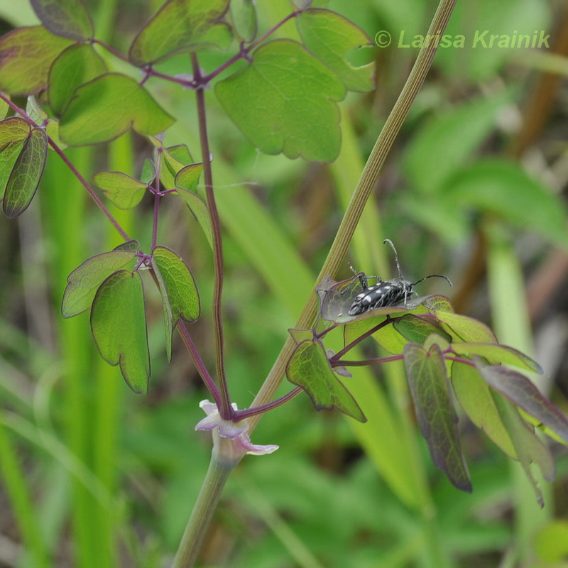 Изображение особи Thalictrum contortum.