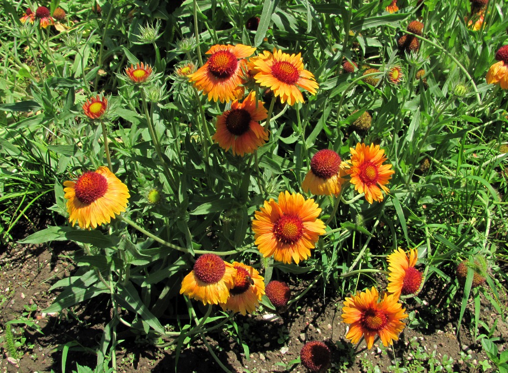 Изображение особи Gaillardia aristata.