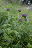 Clinopodium vulgare