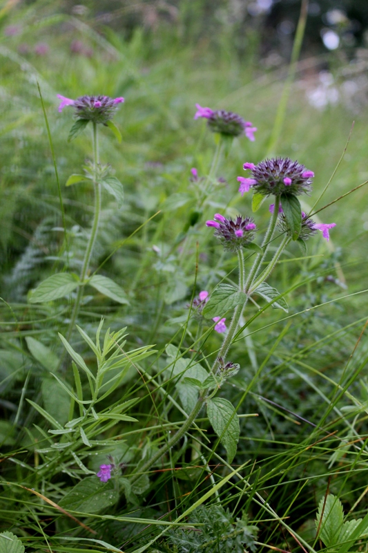 Изображение особи Clinopodium vulgare.