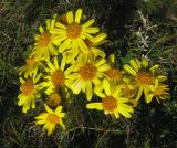 Senecio tauricus