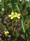 Erysimum repandum. Соцветие (растение чуть выше 10 см). Краснодарский край, Кущёвский р-н, окр. станицы Шкуринская, склон. Апрель 2009 г.