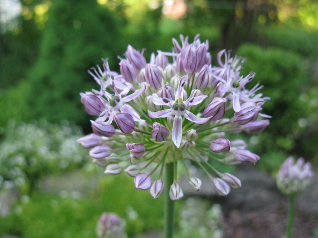 Изображение особи Allium quercetorum.