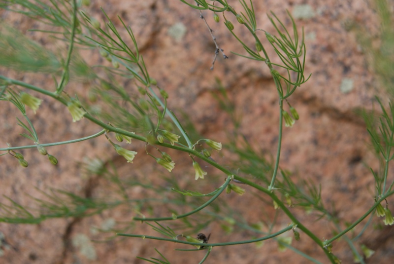 Image of Asparagus burjaticus specimen.