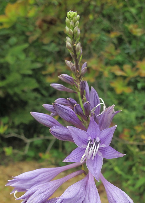Изображение особи род Hosta.