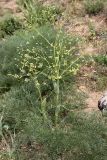 Ferula karatavica. Расцветающее растение. Южный Казахстан, каньон Даубаба, правый берег. 05.05.2012.