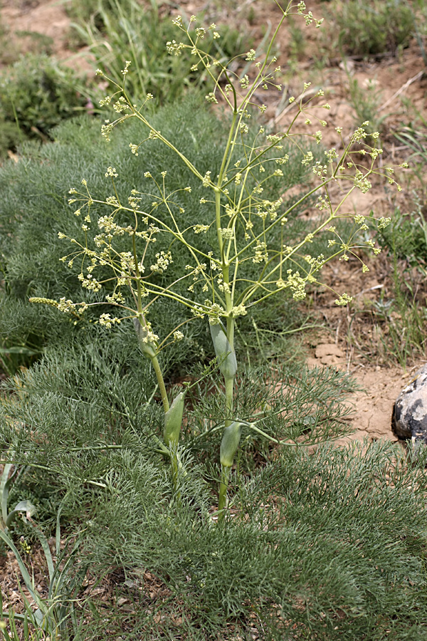 Изображение особи Ferula karatavica.