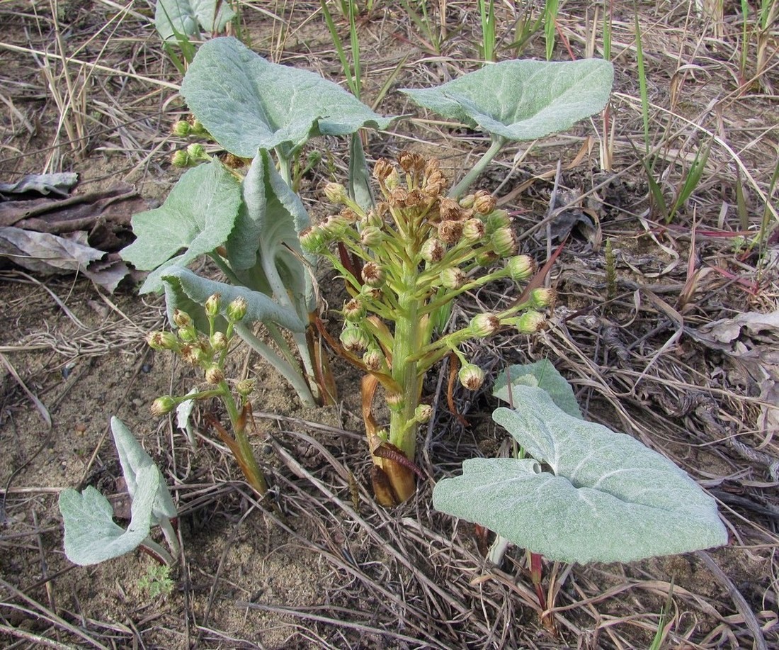 Изображение особи Petasites spurius.