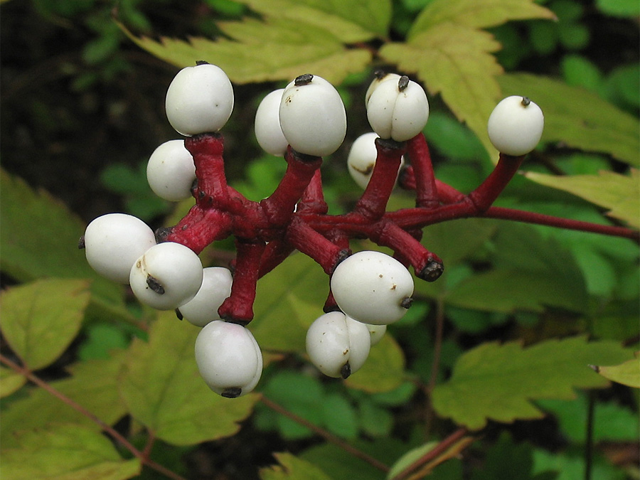 Изображение особи Actaea pachypoda.