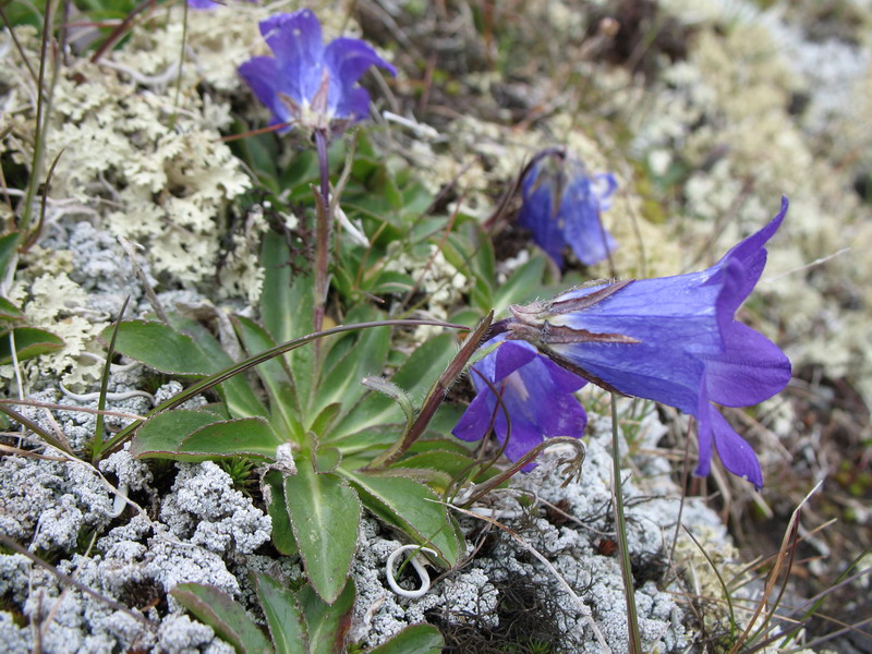 Image of Campanula ciliata specimen.