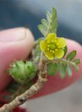 Tribulus bimucronatus. Цветок и листья. Израиль, г. Беэр-Шева, газон. 18.10.2012.