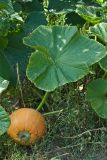 Cucurbita maxima. Листья и лежащий на земле зреющий плод. Восточно-Казахстанская обл., Глубоковский р-н, окр. с. Кожохово, в культуре. 11.08.2012.