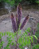 Amorpha fruticosa. Верхушка побега с соцветиями. Саратовская обл., Энгельсский р-н, берег Волгоградского вдхр. 26 мая 2012 г.