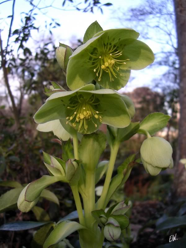 Image of Helleborus argutifolius specimen.