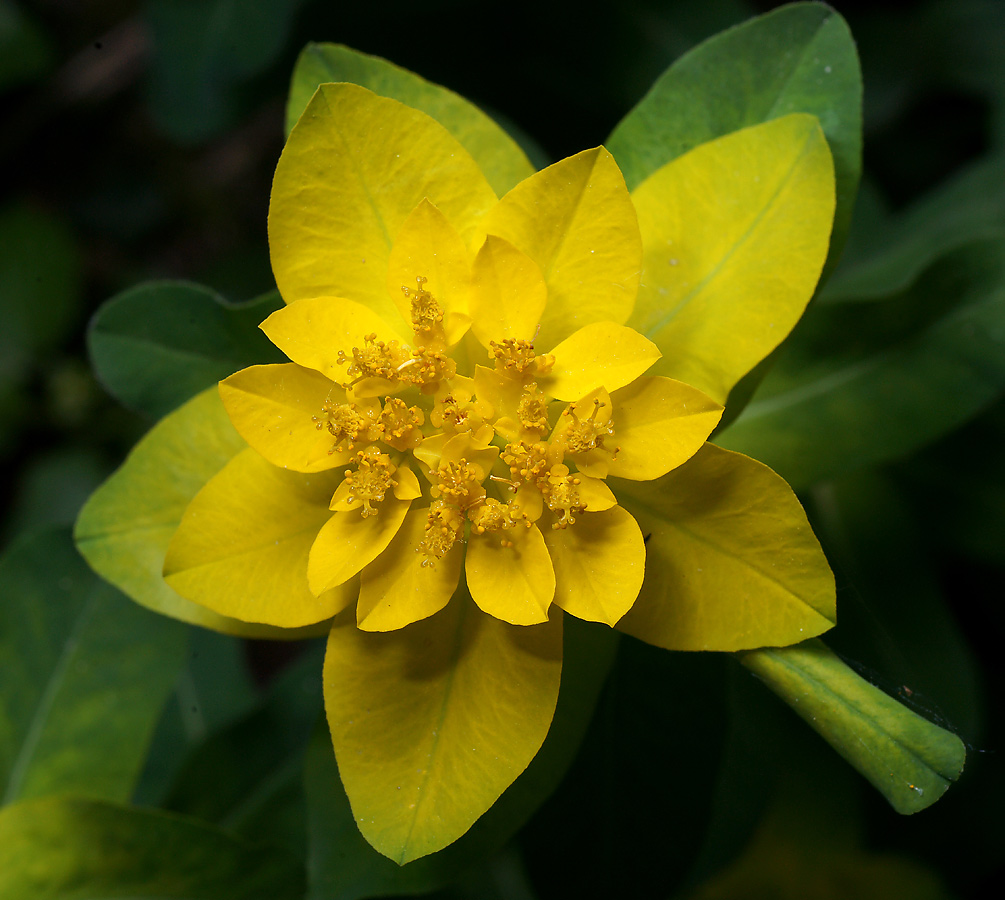 Image of Euphorbia lingulata specimen.
