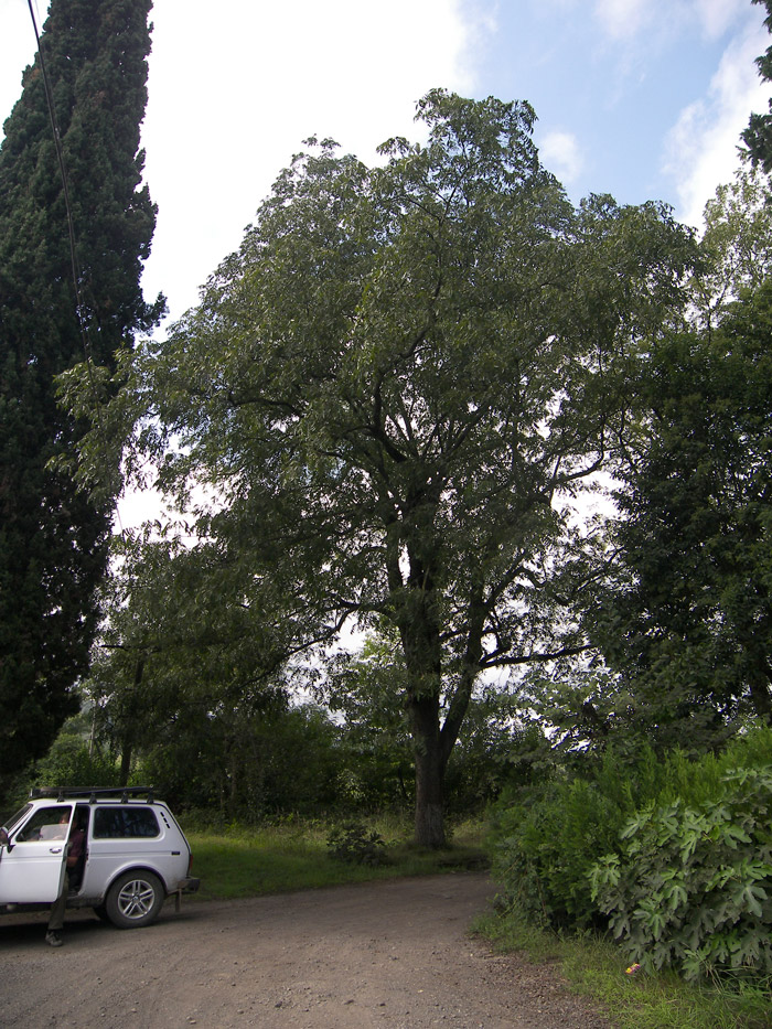 Изображение особи Carya illinoinensis.