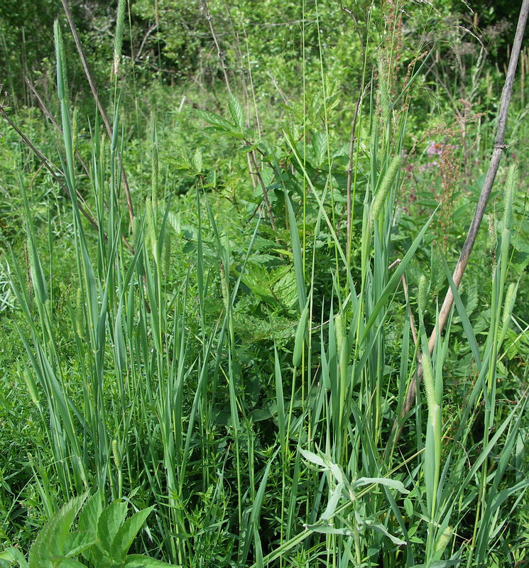 Изображение особи Phleum pratense.