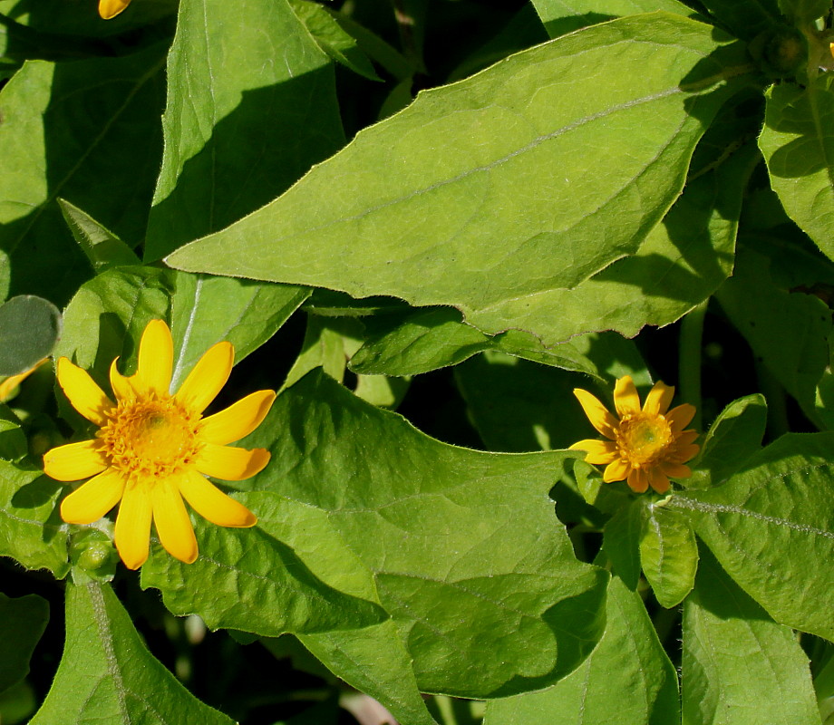 Image of familia Asteraceae specimen.