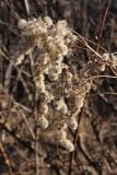 Solidago canadensis