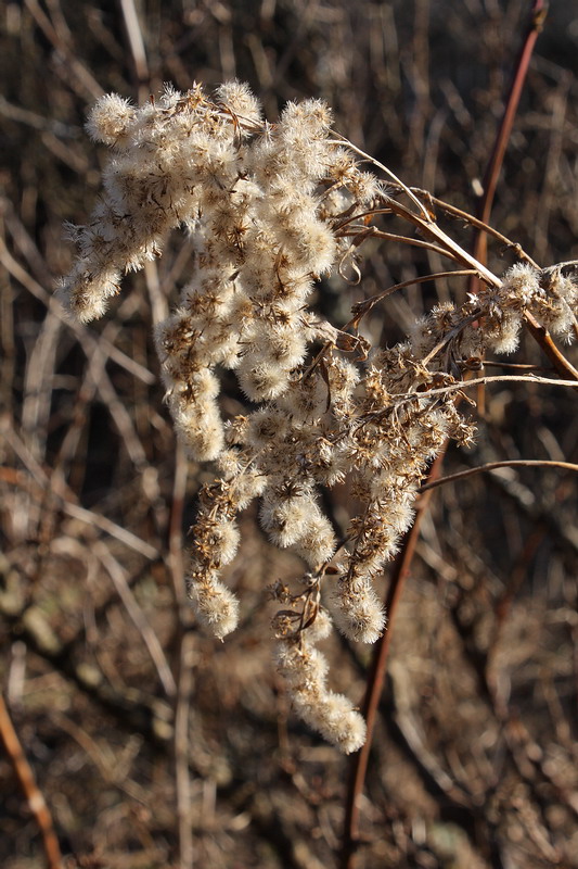 Image of Solidago canadensis specimen.