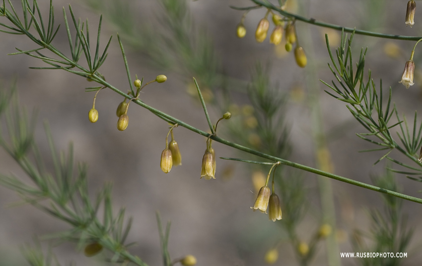 Image of Asparagus officinalis specimen.