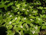 Chamaepericlymenum canadense. Цветущие растения в сообществе с Smilacina dahurica и Maianthemum bifolium под пологом елово-пихтового насаждения. Хабаровский край, Ванинский р-н, окр. пос. Высокогорный. 21.06.2012.