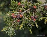 Juniperus deltoides