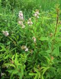 Spiraea salicifolia