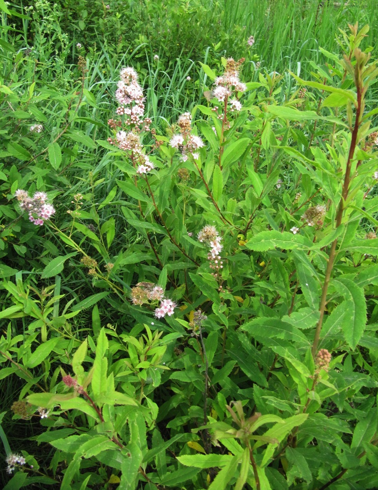 Image of Spiraea salicifolia specimen.