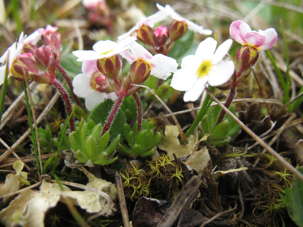 Image of Androsace brachystegia specimen.