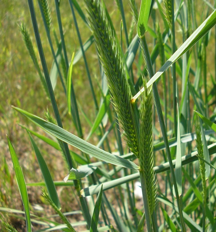 Image of genus Agropyron specimen.