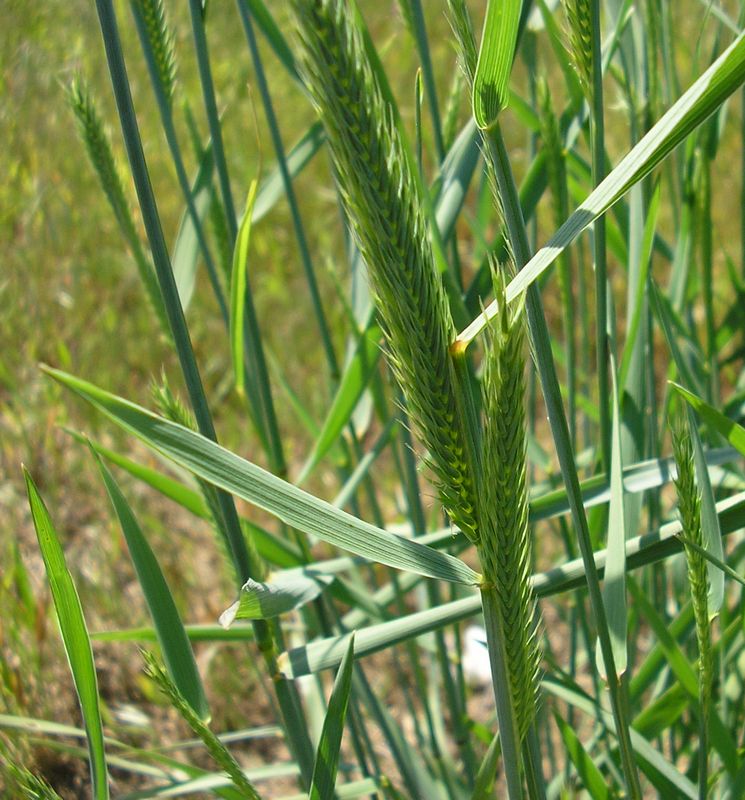 Изображение особи род Agropyron.