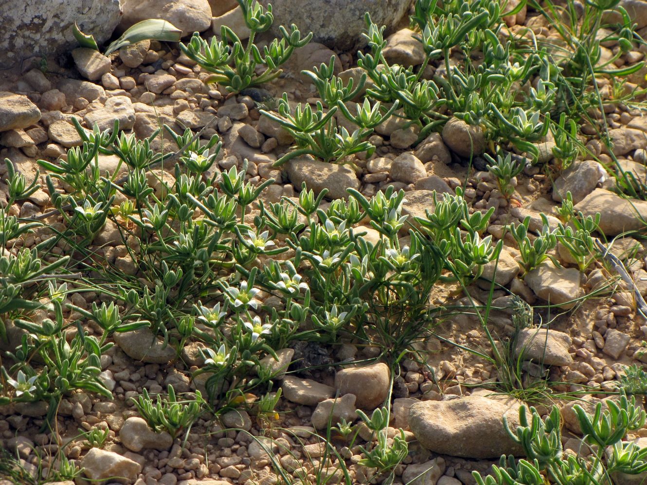 Image of Aizoon hispanicum specimen.