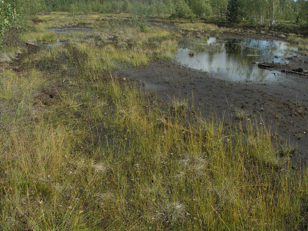 Image of Rhynchospora alba specimen.