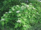 Sorbus aucuparia