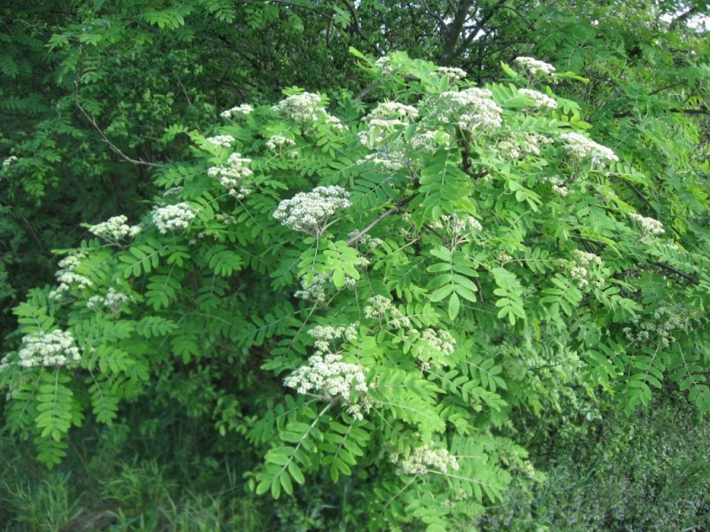 Изображение особи Sorbus aucuparia.