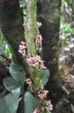 genus Saurauia. Часть ствола с соцветиями. Борнео, склон горы Трас-Мади, выс. 1400 м н.у.м. Февраль 2013 г.
