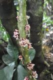 Saurauia