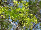 Acer platanoides. Веточки с соцветиями и молодыми листьями. Тамбовская обл., Петровский р-н, с. Петровское. 03.05.2013.