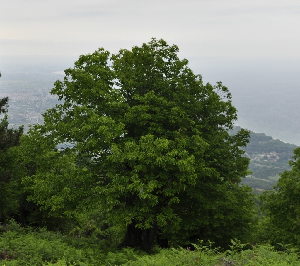 Image of Castanea sativa specimen.