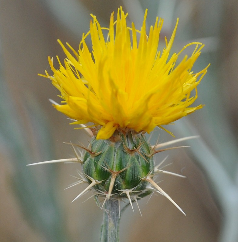 Image of Centaurea solstitialis specimen.