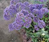 Limonium perezii. Цветущее растение. Израиль, г. Беэр-Шева, городское озеленение. 13.05.2013.