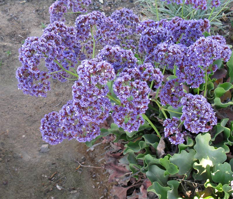 Изображение особи Limonium perezii.