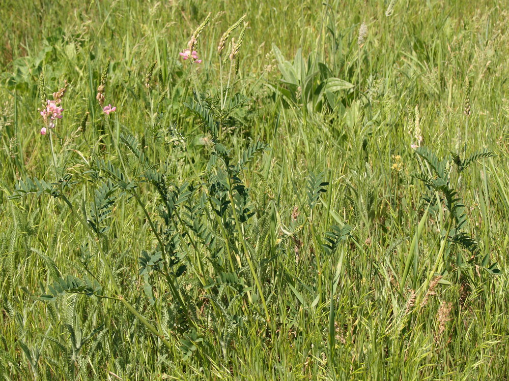 Изображение особи Onobrychis viciifolia.