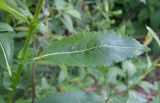 Salix × alopecuroides. Лист. Московская обл., Лотошинский р-н, окр. дер. Савостино. 25.05.2013.