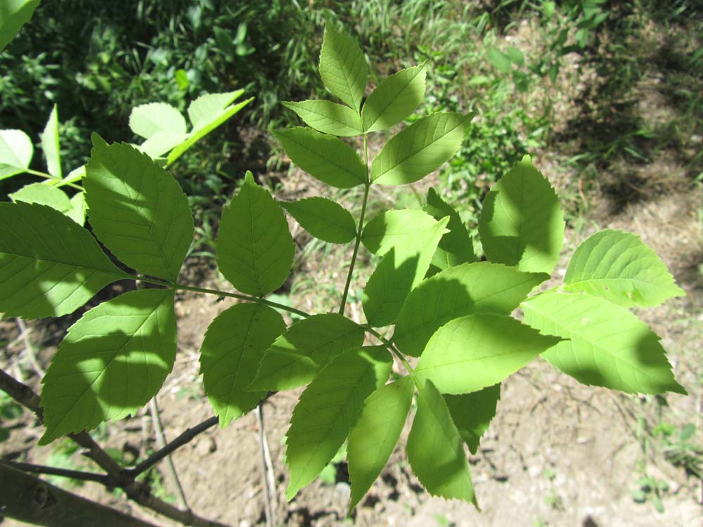 Изображение особи Fraxinus ornus.