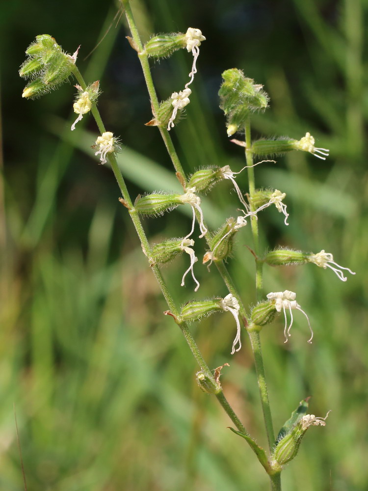 Image of Silene dichotoma specimen.