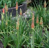 Kniphofia uvaria