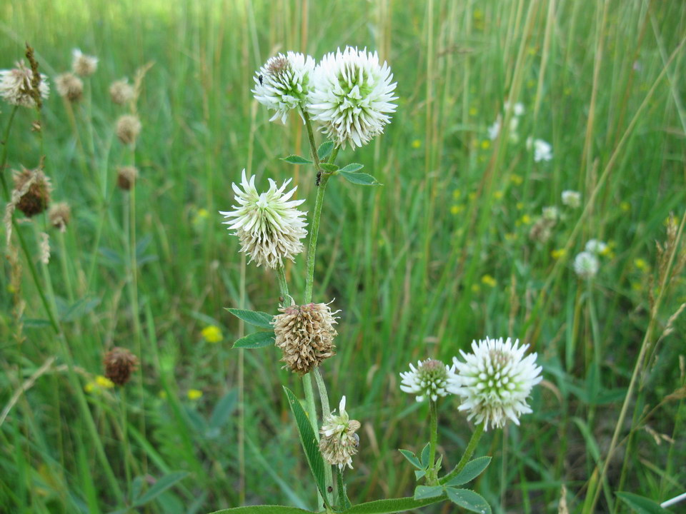 Изображение особи Trifolium montanum.