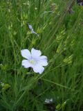 Linum nervosum. Верхушка цветущего растения. Краснодарский край, Кущёвский р-н, остепенённый склон у хут. Полтавский. 06.06.2009.